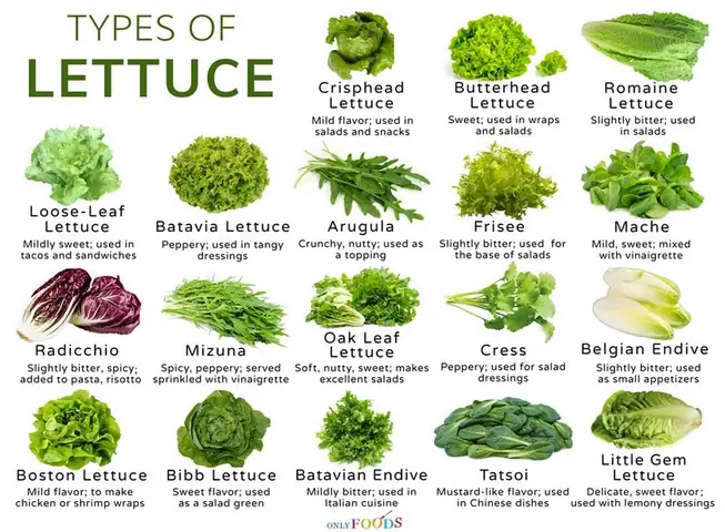 "a Head Of Lettuce" Là Gì? Giải Nghĩa & Cách Sử Dụng Đầy Đủ