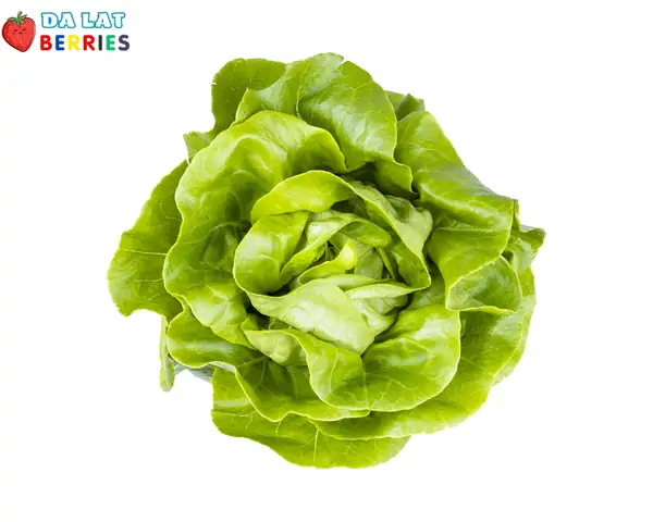 "a Head Of Lettuce" Là Gì? Giải Nghĩa & Cách Sử Dụng Đầy Đủ