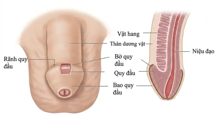 Aau Là Gì? Giải Mã Các Định Nghĩa Và Ứng Dụng Phổ Biến