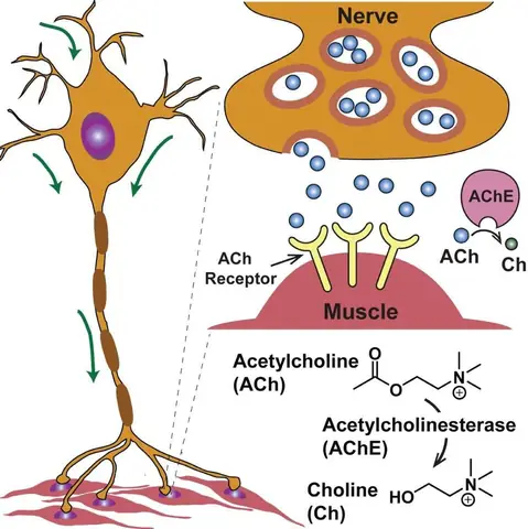 Acetylcholinesterase (ache) Là Gì? Chức Năng, Tác Dụng Và Vai Trò Trong Cơ Thể