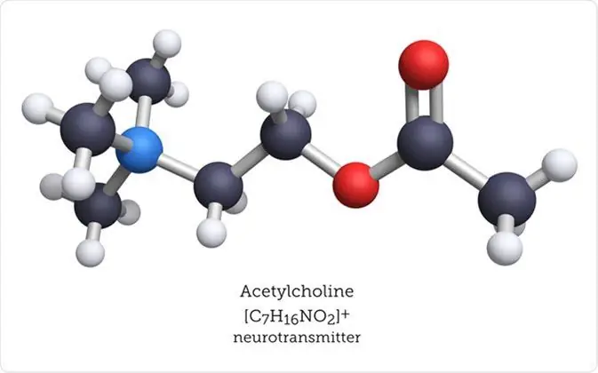 Acetylcholinesterase (ache) Là Gì? Chức Năng, Tác Dụng Và Vai Trò Trong Cơ Thể