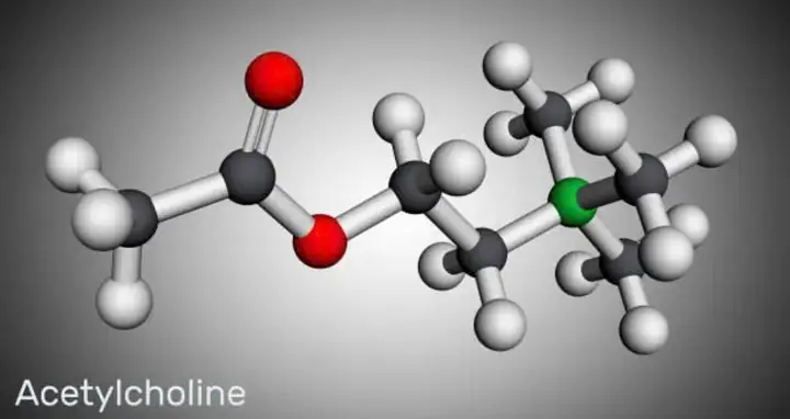 Acetylcholinesterase (ache) Là Gì? Chức Năng, Tác Dụng Và Vai Trò Trong Cơ Thể