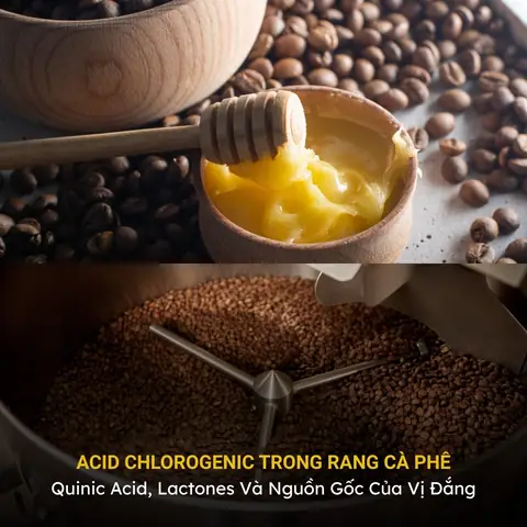 Acid Chlorogenic Là Gì? Công Dụng, Nguồn Gốc Và Vai Trò Với Sức Khỏe