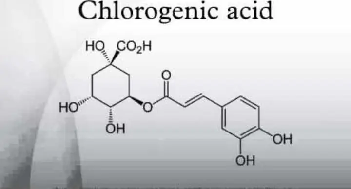 Acid Chlorogenic Là Gì? Công Dụng, Nguồn Gốc Và Vai Trò Với Sức Khỏe