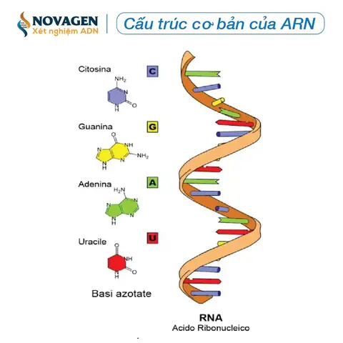 Adn Và Arn: Khái Niệm, Cấu Trúc, Chức Năng Và Sự Khác Biệt