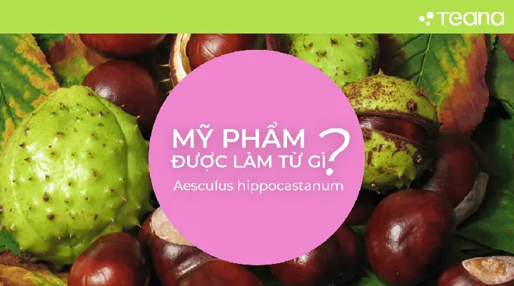 Aesculus Hippocastanum Là Gì? Công Dụng, Cách Dùng Và Lưu Ý Khi Sử Dụng Hạt Dẻ Ngựa