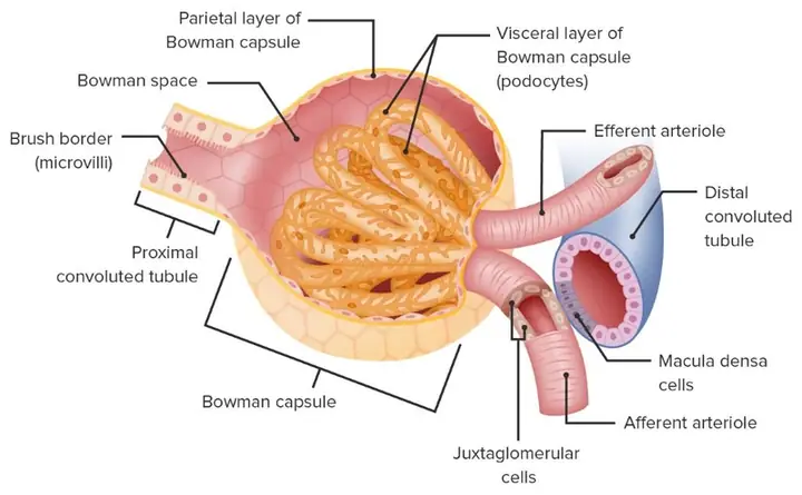 Tiểu Động Mạch Đến (afferent Arteriole): Cấu Tạo, Chức Năng Và Vai Trò Trong Thận