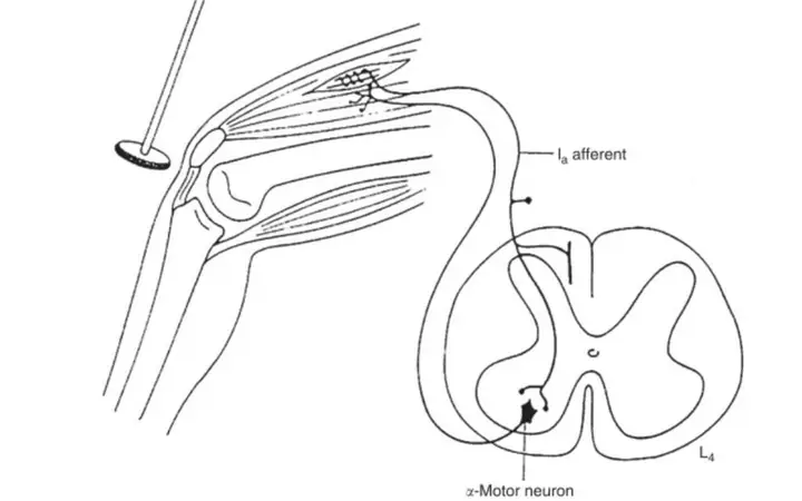 Afferent Là Gì? Định Nghĩa, Chức Năng Và Các Thuật Ngữ Liên Quan Afferent Là Gì? Định Nghĩa, Chức Năng Và Các Thuật Ngữ Liên Quan