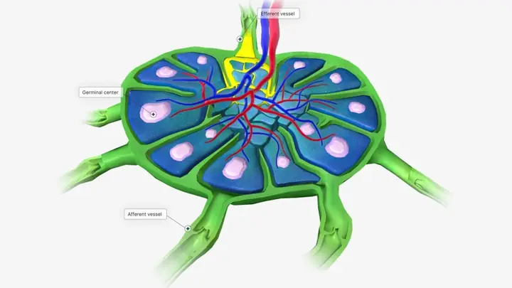 Afferent Là Gì? Định Nghĩa, Chức Năng Và Các Thuật Ngữ Liên Quan 1 Afferent Là Gì? Định Nghĩa, Chức Năng Và Các Thuật Ngữ Liên Quan