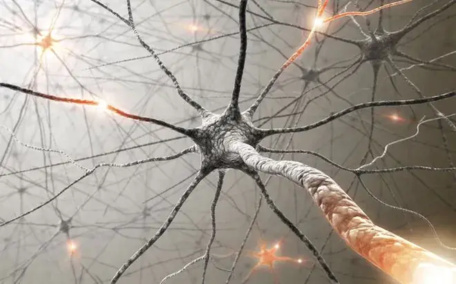 Afferent Neuron Là Gì? Cấu Tạo, Chức Năng Và Vai Trò Trong Hệ Thần Kinh