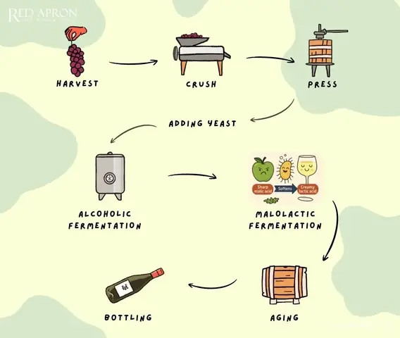 Aging Process Là Gì? Hiểu Rõ Về Quá Trình Lão Hóa Của Cơ Thể