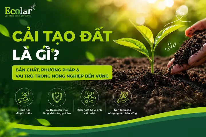 "ai Trồng Khoai Đất Này" Nghĩa Là Gì? Giải Mã Câu Nói Và Ý Nghĩa Sâu Xa