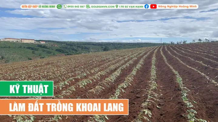 "ai Trồng Khoai Đất Này" Nghĩa Là Gì? Giải Mã Câu Nói Và Ý Nghĩa Sâu Xa