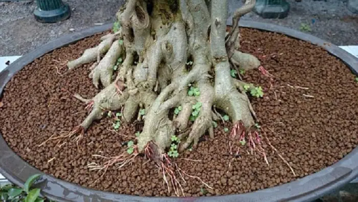 Akadama Là Gì? Tìm Hiểu Chi Tiết Về Loại Đất Nung Đặc Biệt Cho Bonsai & Cây Cảnh