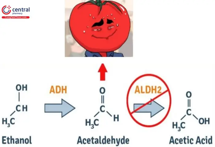 Aldehyde Dehydrogenase (aldh): Vai Trò Và Ảnh Hưởng Đến Cơ Thể Khi Uống Rượu