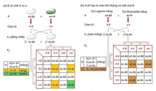 Alen Là Gì? Giải Thích Chi Tiết Và Bài Tập Trắc Nghiệm Về Alen
