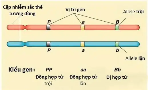 Alen Là Gì? Giải Thích Chi Tiết Và Bài Tập Trắc Nghiệm Về Alen