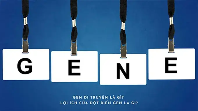 Alen Là Gì? Giải Thích Chi Tiết Và Bài Tập Trắc Nghiệm Về Alen