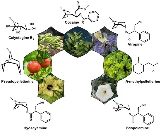 Alkaloid Là Gì? Định Nghĩa, Tính Chất, Ứng Dụng Và Độc Tính