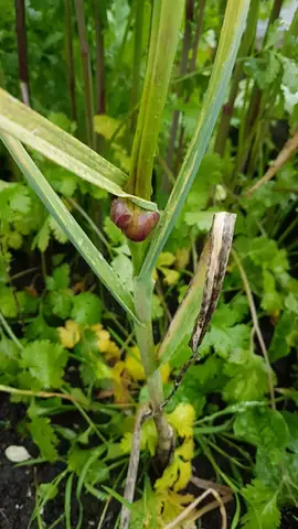 Allium Là Gì? Khám Phá Chi Tiết Về Loài Hoa Quả Cầu Độc Đáo