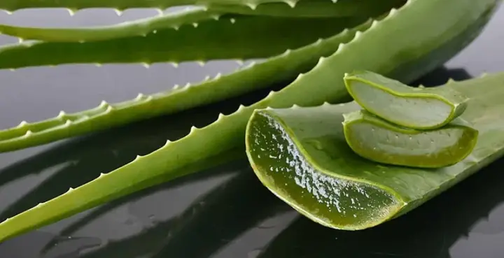 Aloe Barbadensis Extract Là Gì? Công Dụng Và Hướng Dẫn Sử Dụng Chi Tiết