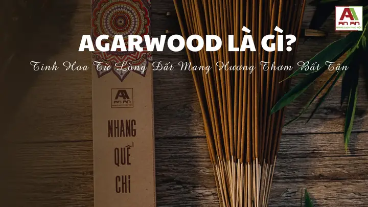 Aloeswood Là Gì? Khám Phá Nguồn Gốc, Đặc Điểm Và Giá Trị Của Loại Gỗ Thơm Quý Hiếm