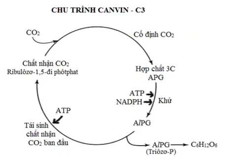 Alpg Là Gì? Vai Trò Của Alpg Trong Quá Trình Quang Hợp Ở Thực Vật C3