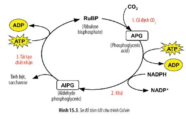 Alpg Là Gì? Vai Trò Của Alpg Trong Quá Trình Quang Hợp Ở Thực Vật C3