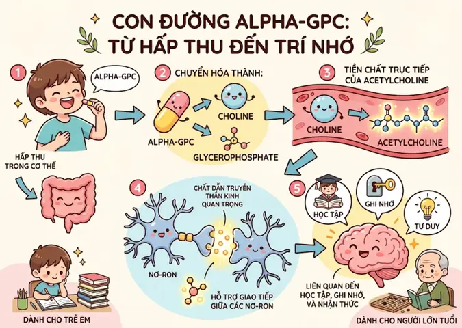 Alpha Gpc Là Gì? Công Dụng, Tác Dụng Phụ Và Liều Dùng Cho Người Dùng Việt Nam