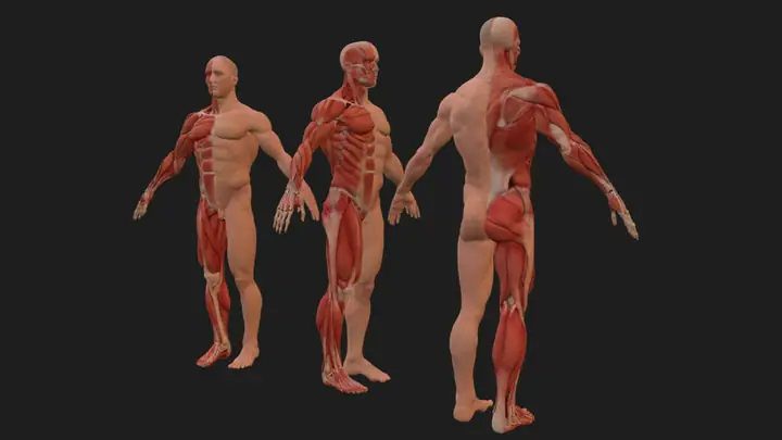 Anatomy Art Là Gì? Kiến Thức Nền Tảng Cho Nghệ Sĩ Hiện Đại