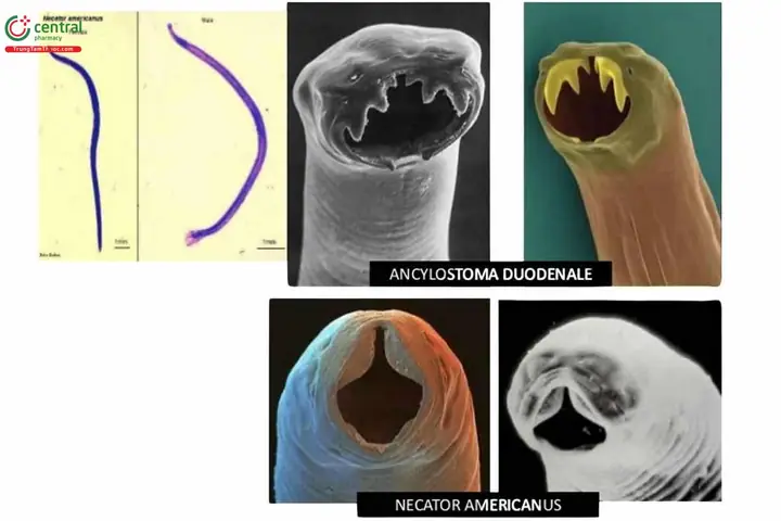 Ancylostoma Caninum Là Gì? Giải Đáp Chi Tiết Về Ký Sinh Trùng Gây Bệnh