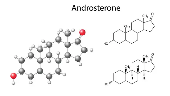 Androsterone Là Gì? Nguồn Gốc, Vai Trò Và Các Khía Cạnh Liên Quan Đến Sức Khỏe Nam Giới