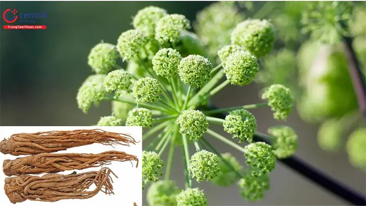 Angelica Sinensis Là Gì? Tác Dụng, Công Dụng Và Cách Dùng Chi Tiết