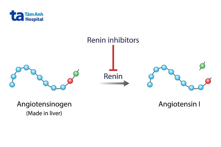 Angiotensin Ii Là Gì? Vai Trò, Ứng Dụng Và Các Thuốc Liên Quan