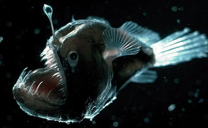 Anglerfish Là Gì? Khám Phá Về Loài Cá Lồng Đèn Bí Ẩn Và Kỳ Dị