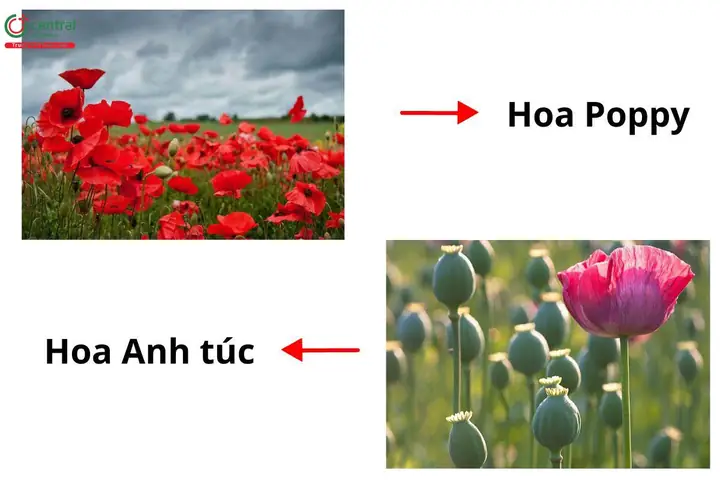 Anh Túc Là Gì? Nguồn Gốc, Đặc Điểm Và Pháp Lý Liên Quan Đến Cây Thuốc Phiện
