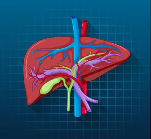 Apoferritin Là Gì? Cấu Tạo, Chức Năng Và Vai Trò Trong Chuyển Hóa Sắt
