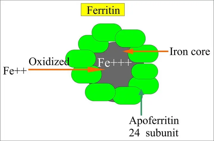 Apoferritin Là Gì? Cấu Tạo, Chức Năng Và Vai Trò Trong Chuyển Hóa Sắt