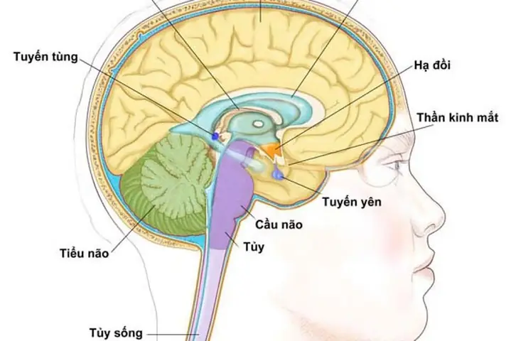 Apoplexy Là Gì? Phân Biệt Các Loại Đột Quỵ Tuyến Yên Và Triệu Chứng