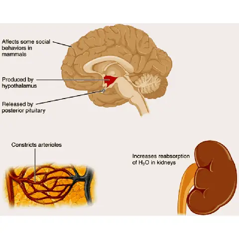 Tiểu Động Mạch (arterioles) Là Gì? Cấu Tạo, Chức Năng Và Vai Trò Trong Hệ Tuần Hoàn