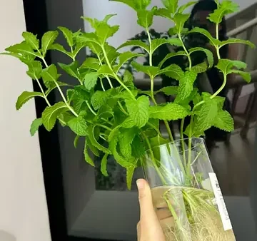 Bạc Hà Thủy Là Gì? Hướng Dẫn Trồng Và Chăm Sóc Cây Bạc Hà Thủy Canh, Thủy Sinh Tại Nhà