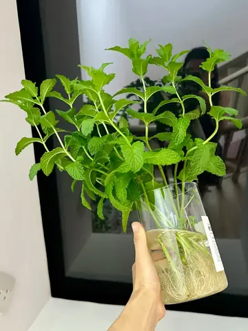 Bạc Hà Thủy Là Gì? Hướng Dẫn Trồng Và Chăm Sóc Cây Bạc Hà Thủy Canh, Thủy Sinh Tại Nhà