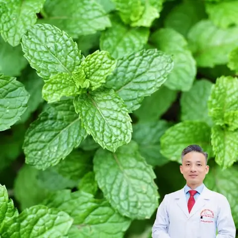 Bạc Hà Thủy Là Gì? Hướng Dẫn Trồng Và Chăm Sóc Cây Bạc Hà Thủy Canh, Thủy Sinh Tại Nhà