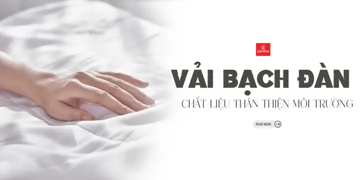 Bạch Đàn Là Gì? Đặc Điểm, Nguồn Gốc Và Công Dụng Toàn Diện Bạch Đàn Là Gì? Đặc Điểm, Nguồn Gốc Và Công Dụng Toàn Diện