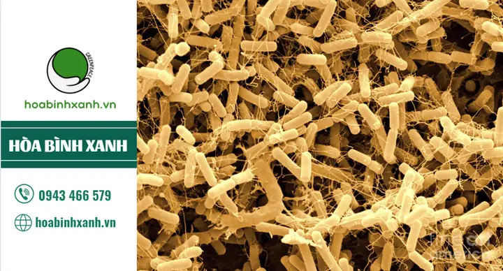 Bacillus Amyloliquefaciens Là Gì? Ứng Dụng Và Vai Trò Quan Trọng