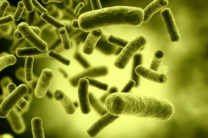 Bacillus Cereus Là Gì? Đặc Điểm, Tác Hại Và Cách Phòng Ngừa Ngộ Độc Thực Phẩm