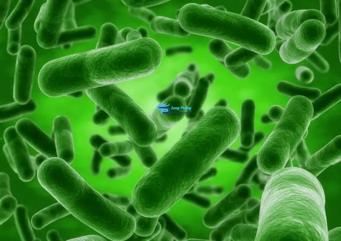 Bacillus Licheniformis Là Gì? Ứng Dụng Và Lợi Ích Toàn Diện
