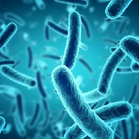 Bacillus Megaterium Là Gì? Vai Trò, Đặc Điểm Và Ứng Dụng Thực Tiễn