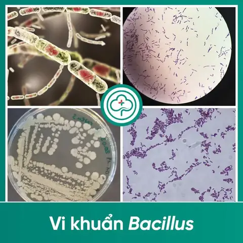 Bacillus Megaterium Là Gì? Vai Trò, Đặc Điểm Và Ứng Dụng Thực Tiễn