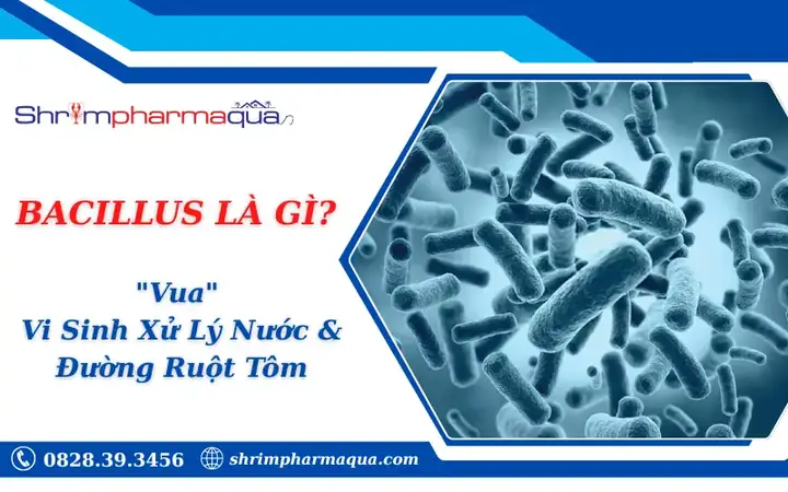 Bacillus Megaterium Là Gì? Vai Trò, Đặc Điểm Và Ứng Dụng Thực Tiễn